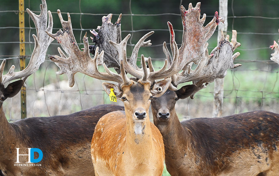 Fallow Bucks (Revels Racks)