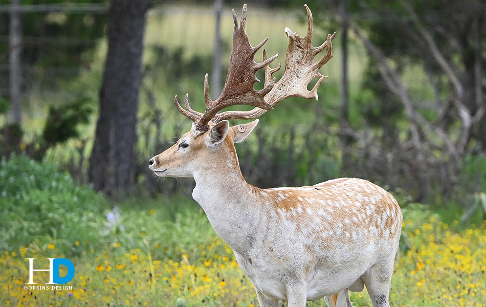 Fallow Buck (Revels Racks)